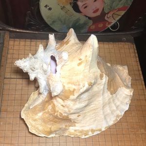 Queen Conch Shell 3lbs 3.8oz Rustic Surface 9.5”Lx8.25”Wx5.75”H